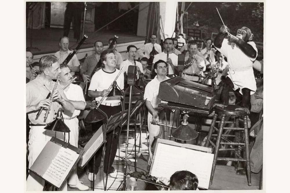 Jo-jo the chimpanzee rehearses the Robin Hood Dell Orchestra in July of 1940.